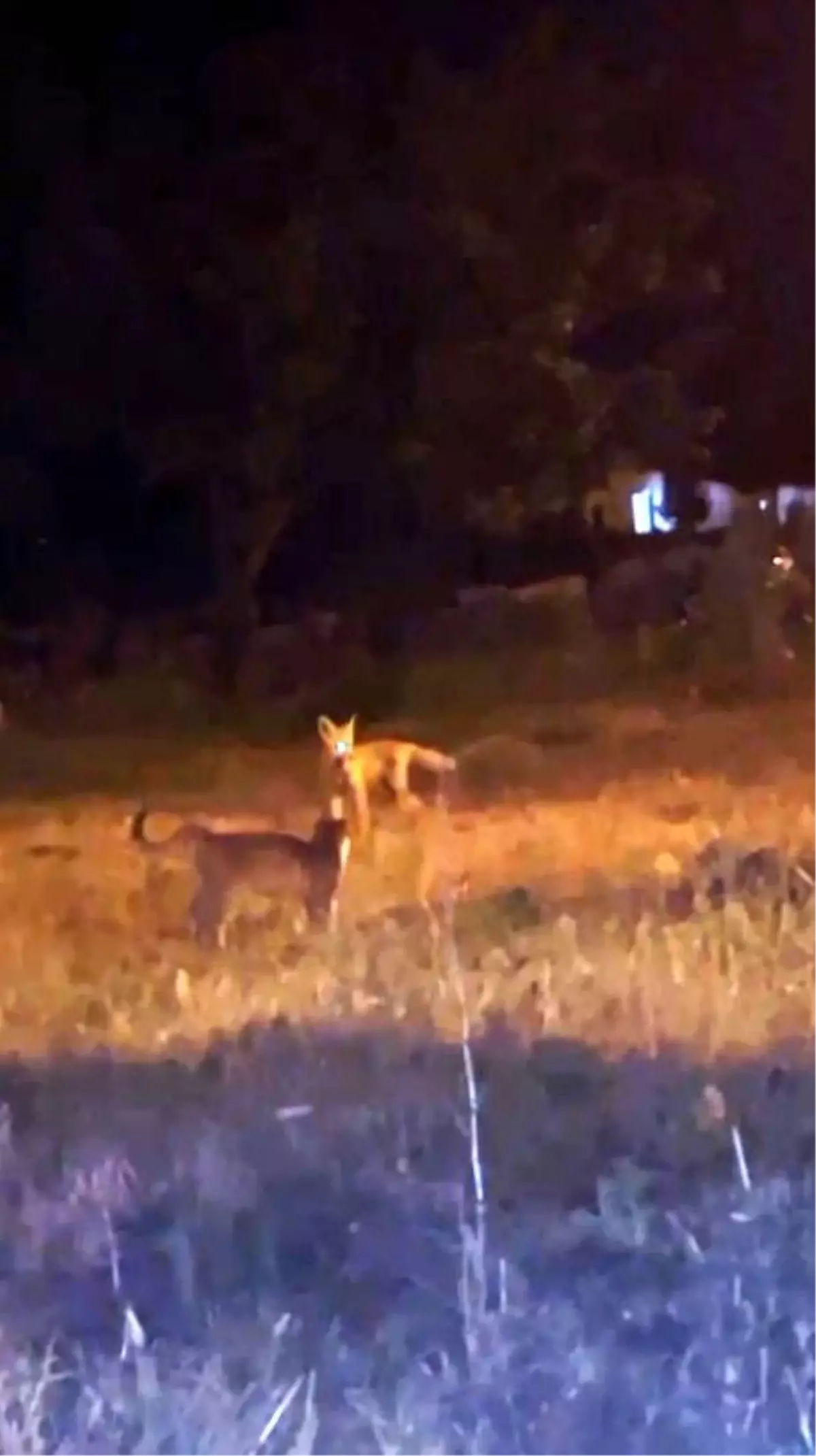 Kars'ta Tilki ve Kedilerin Sevimli Oyunu