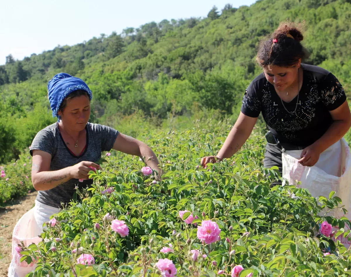 Isparta'da Gül Rekoltesinde Yüzde 30 Düşüş