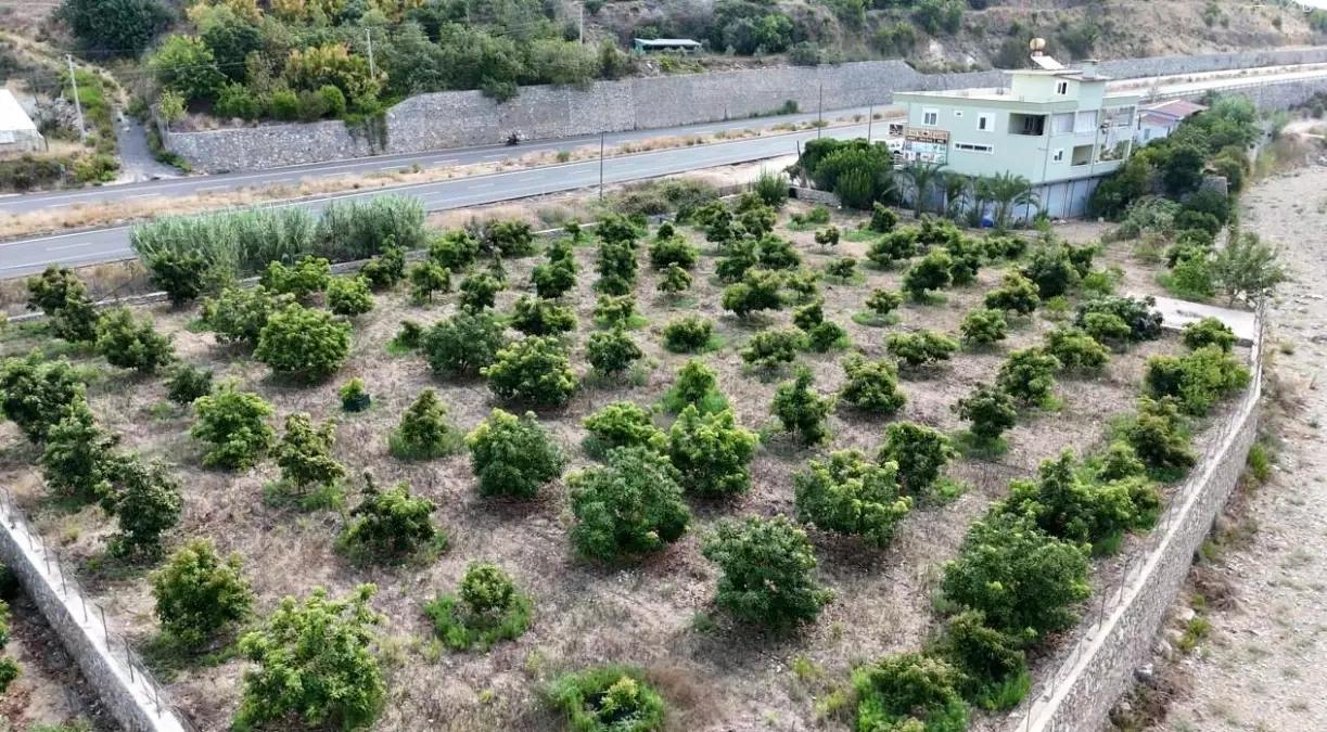 Alanya'da Erkenci Clifton Avokado Hasadı Başladı