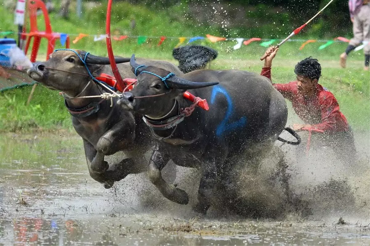 Tayland'da Çeltik Ekim Sezonu için Manda Yarışı Düzenlendi