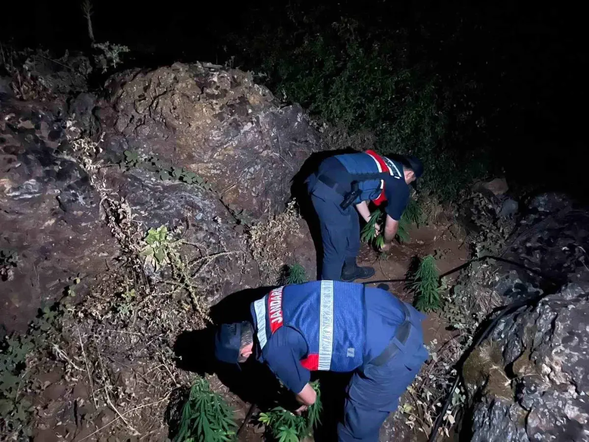 Manisa'da Uyuşturucu Operasyonu: 167 Kök Kenevir Ele Geçirildi