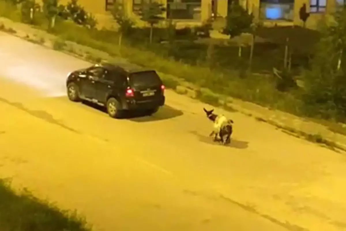 Kars'ta eşeği arabaya bağlayıp, zorla sürükleyerek götürdüler
