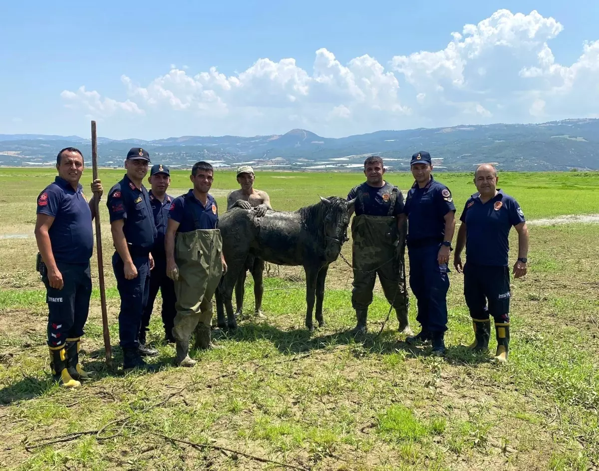 Alaşehir'de Katırlarını Kurtarmaya Çalışan Adam Bataklığa Saplandı