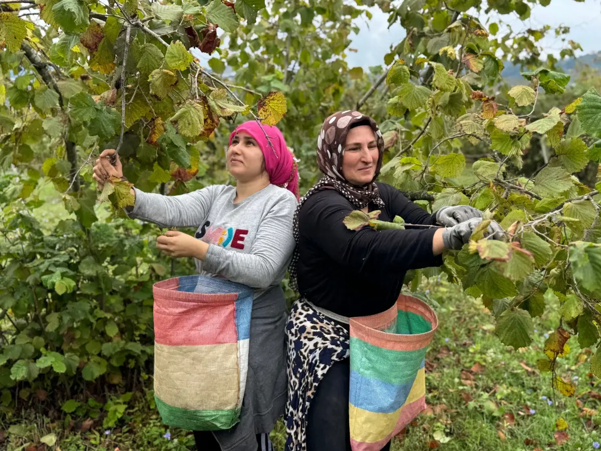 Ordu'da Fındık Hasat Sezonu Başladı