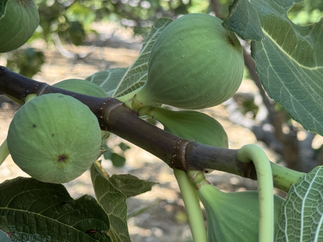Sıcak hava Bursa incirini vurdu: Üretimde yüzde 50 düşüş yaşandı