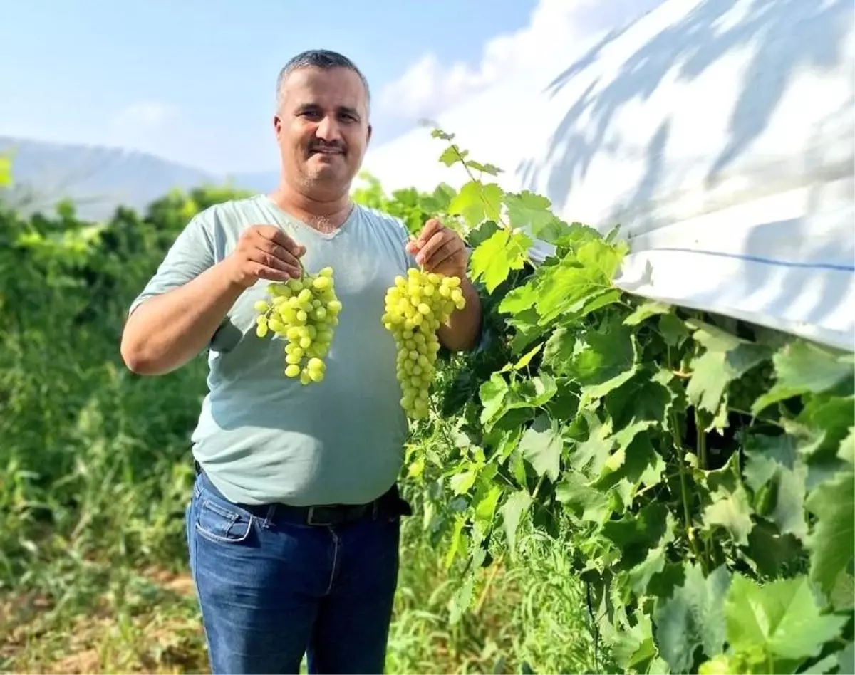 Sarıgöl'de Sultaniye Üzüm Hasadı Başladı