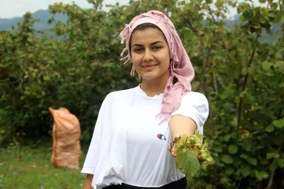 Karadeniz'de Fındık Hasadı Başladı