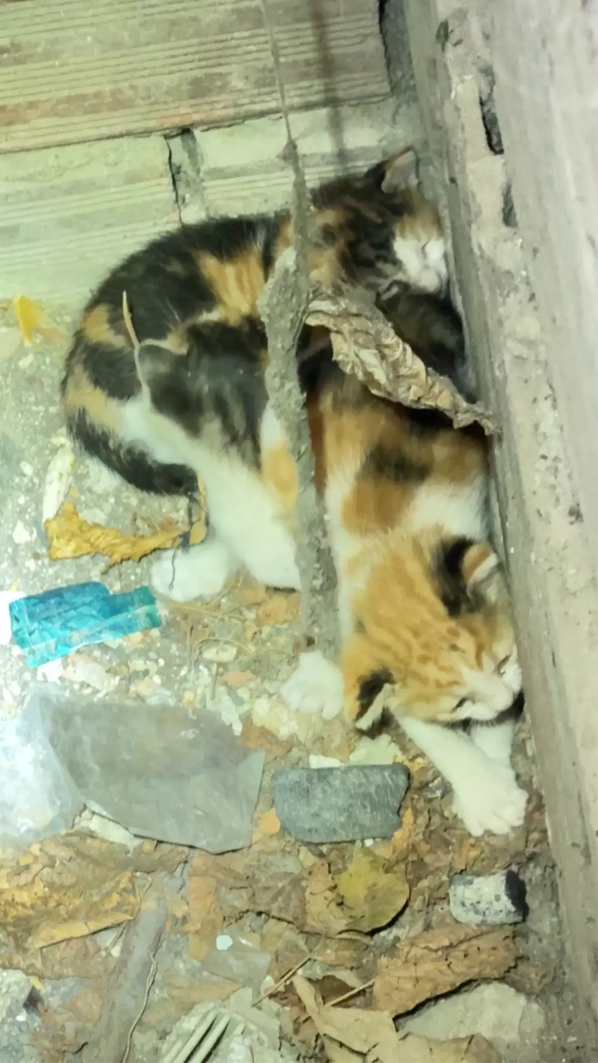 Avcılar'da Yavru Kediler İtfaiye Tarafından Kurtarıldı