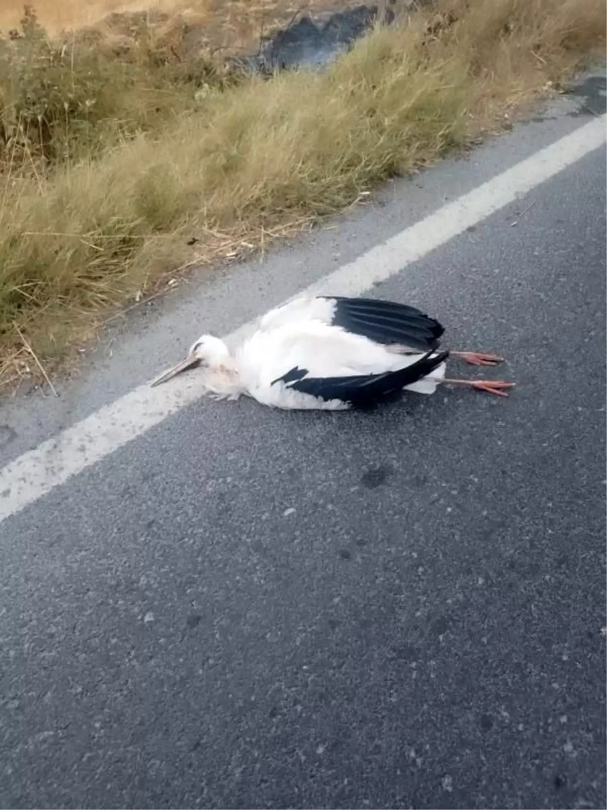 Büyükçekmece'de Leyleklerin Telef Olmasına Neden Olan Yangın