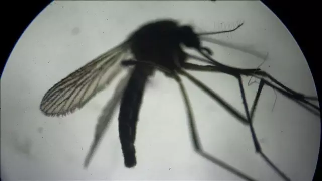 cin de 7 binden fazla chikungunya virusu vakasi 18917897 8431 m