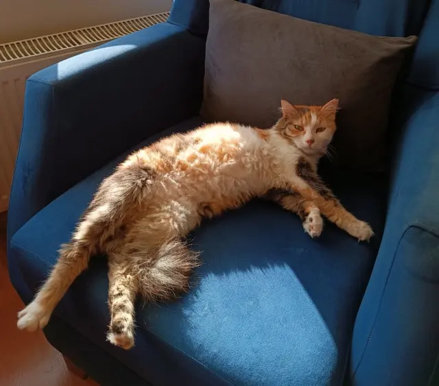 doktoru kedi tuyu mu oldurdu son noktayi 18916074 1528 m