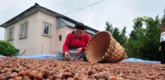 Fındık alım fiyatı belli oldu