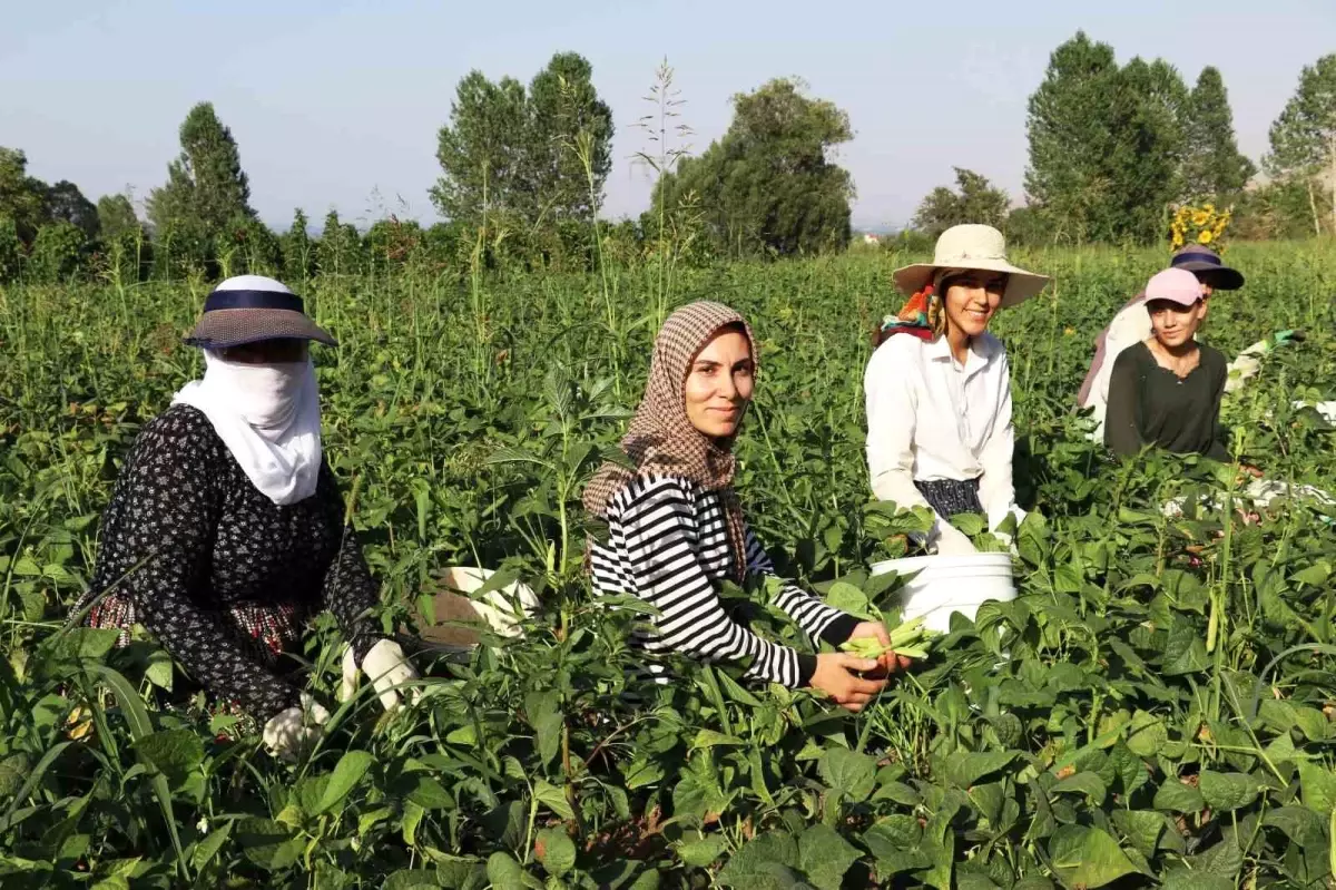 Gevaş Fasulyesi Kadın Girişimcilerin Emeğiyle Değerleniyor