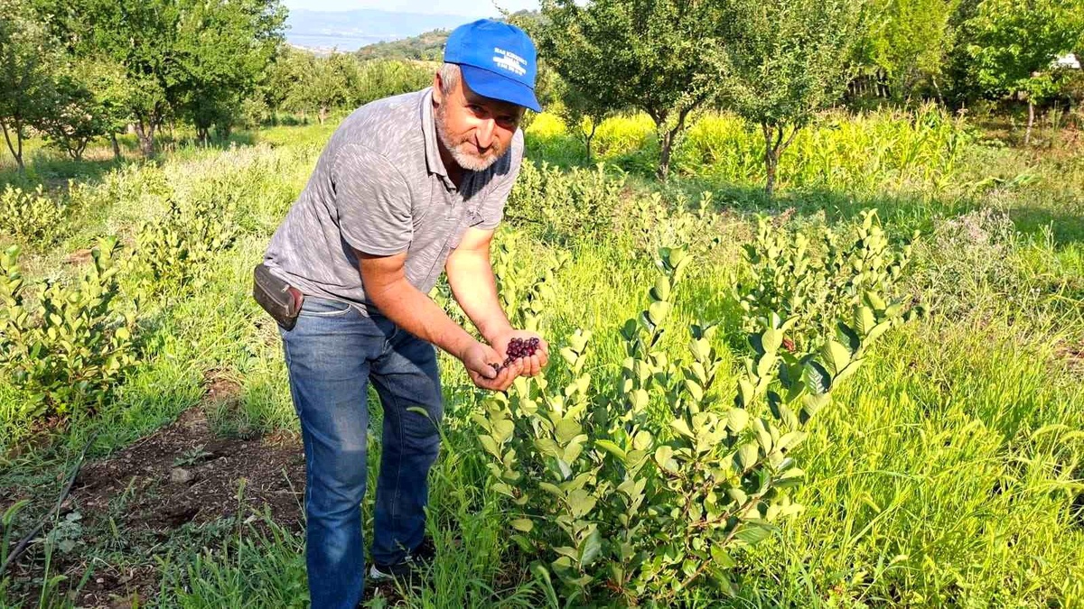 Kütahya'da Çiftçi, Aronya Üretimine Başladı