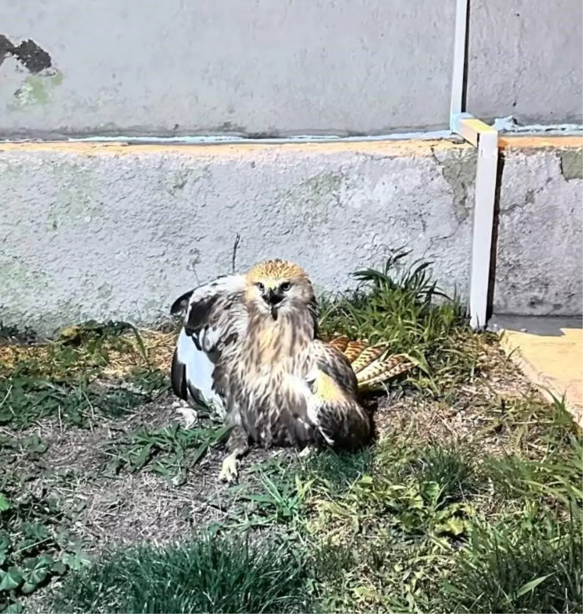 Yaralı Kızıl Şahin Jandarma Ekipleri Tarafından Kurtarıldı