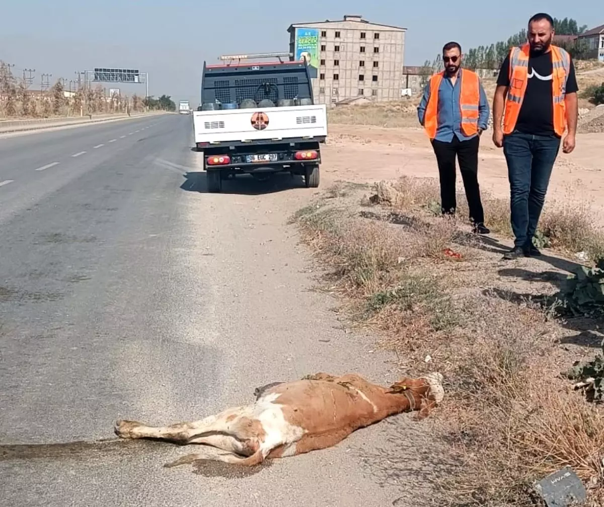 Hakkari'de Kamyonet Buzağıya Çarptı, Hayvan Telef Oldu