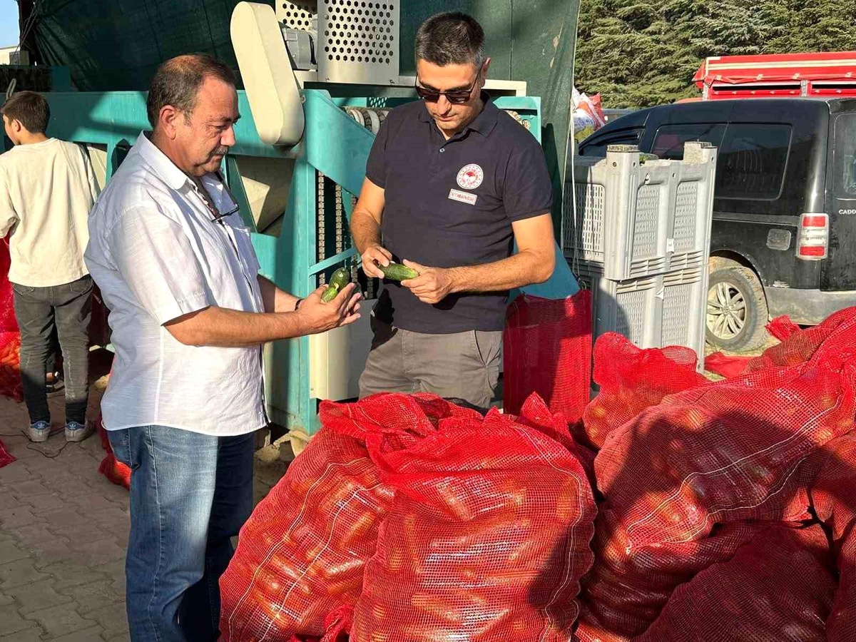 Afyonkarahisar'da Kornişon Salatalık Kontrolleri Devam Ediyor