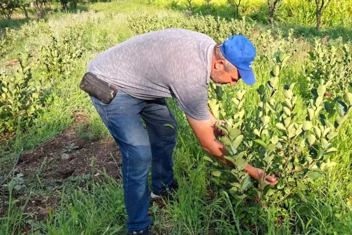 Arkadaşının tavsiyesi ile dikti, şimdi paraya para demiyor