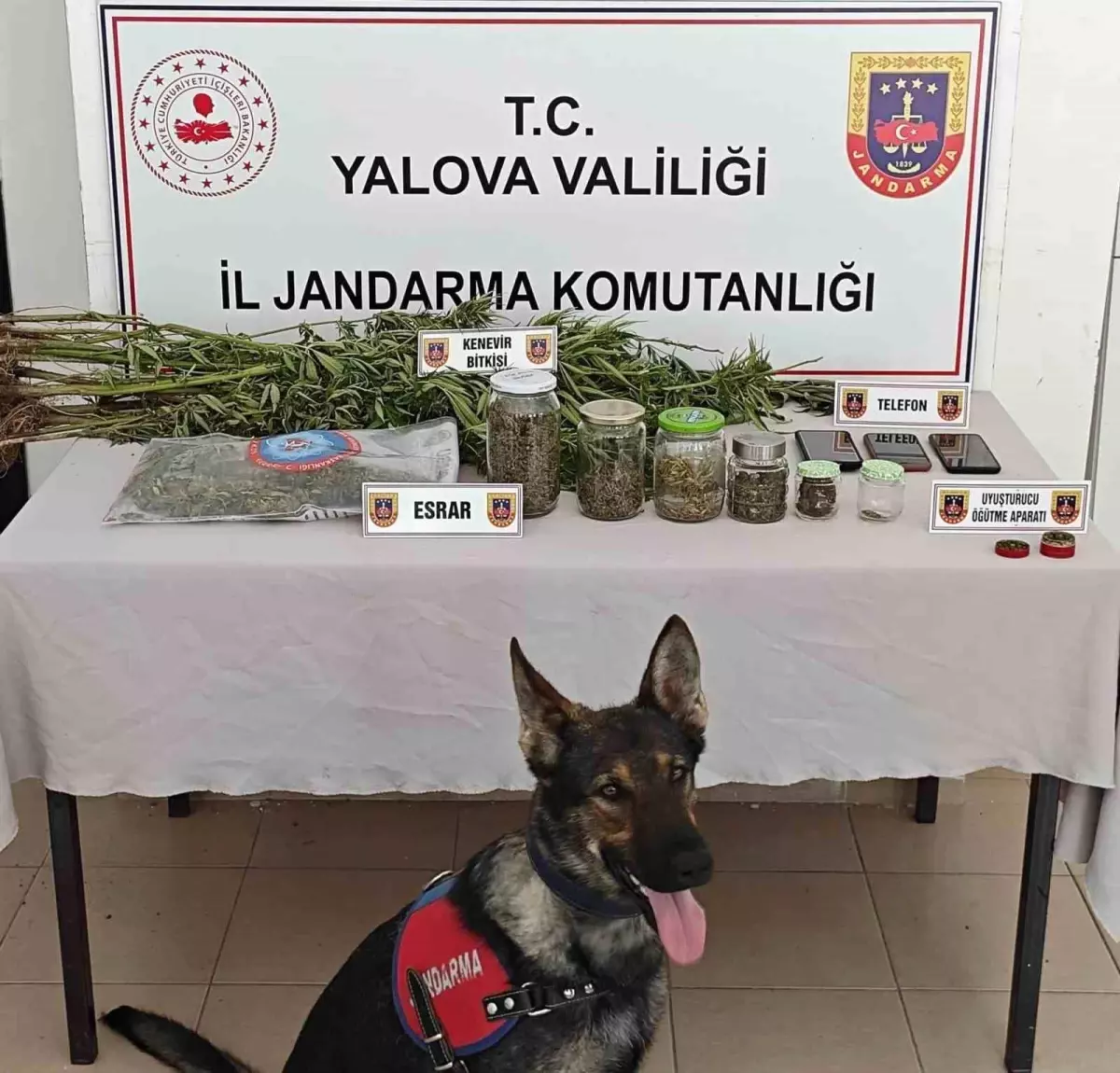Yalova'da Yasa Dışı Kenevir Ekimi: 3 Şüpheli Yakalandı
