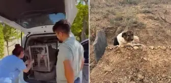 Sadık köpeği ünlü sanatçı sahiplendi! Verdiği Kürtçe isim dikkat çekiyor