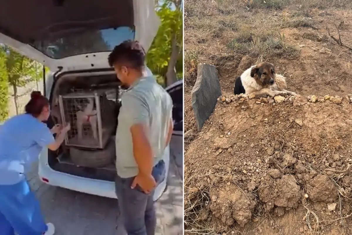 Sadık köpeği ünlü sanatçı sahiplendi! Verdiği Kürtçe isim dikkat çekiyor