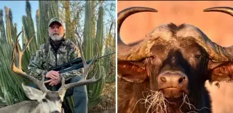 ABD'li milyarder avcı, 1.5 tonluk buffalo tarafından öldürüldü