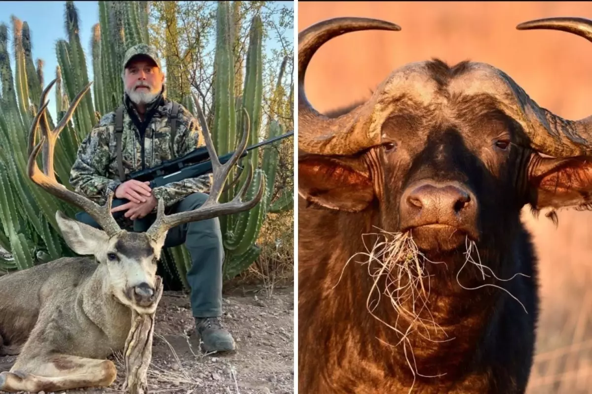 ABD'li milyarder avcı, 1.5 tonluk buffalo tarafından öldürüldü