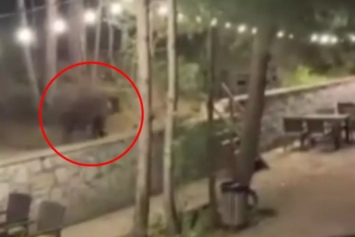 Ankara'da aç kalan ayı restoranı bastı