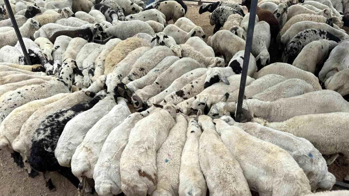 Adana'da Şap Hastalığı Görüldü: Hayvan Hareketleri Durduruldu
