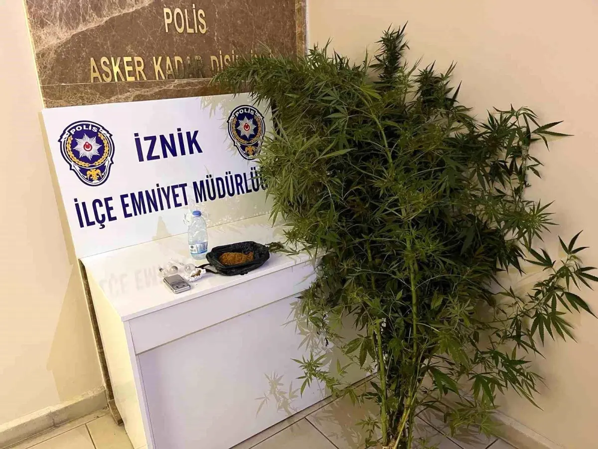İznik'te Kenevir Yetiştiren İki Kişi Tutuklandı