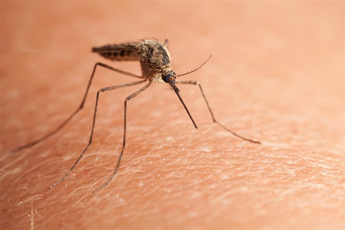 Çin'de Chikungunya Virüsü Vakaları 7 Bini Aştı