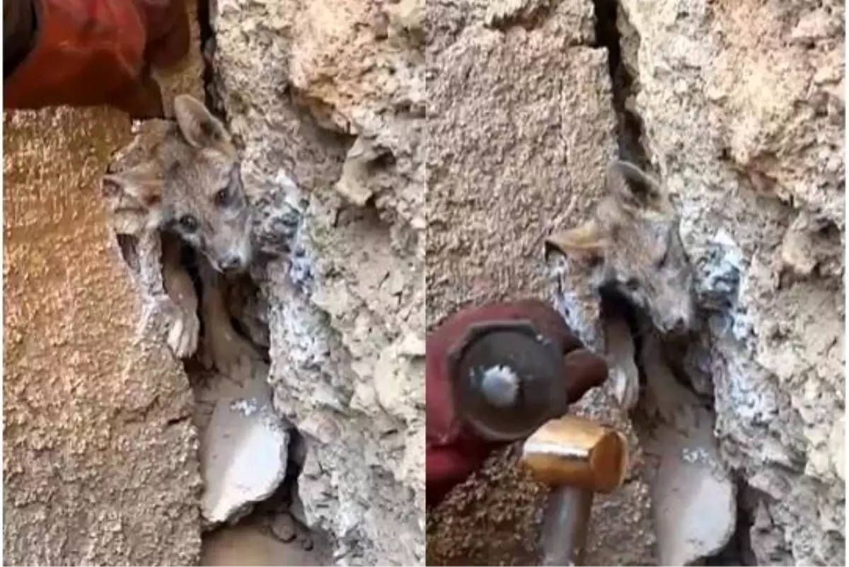 Maden İşçileri Sıkışan Tilkiyi Kurtardı