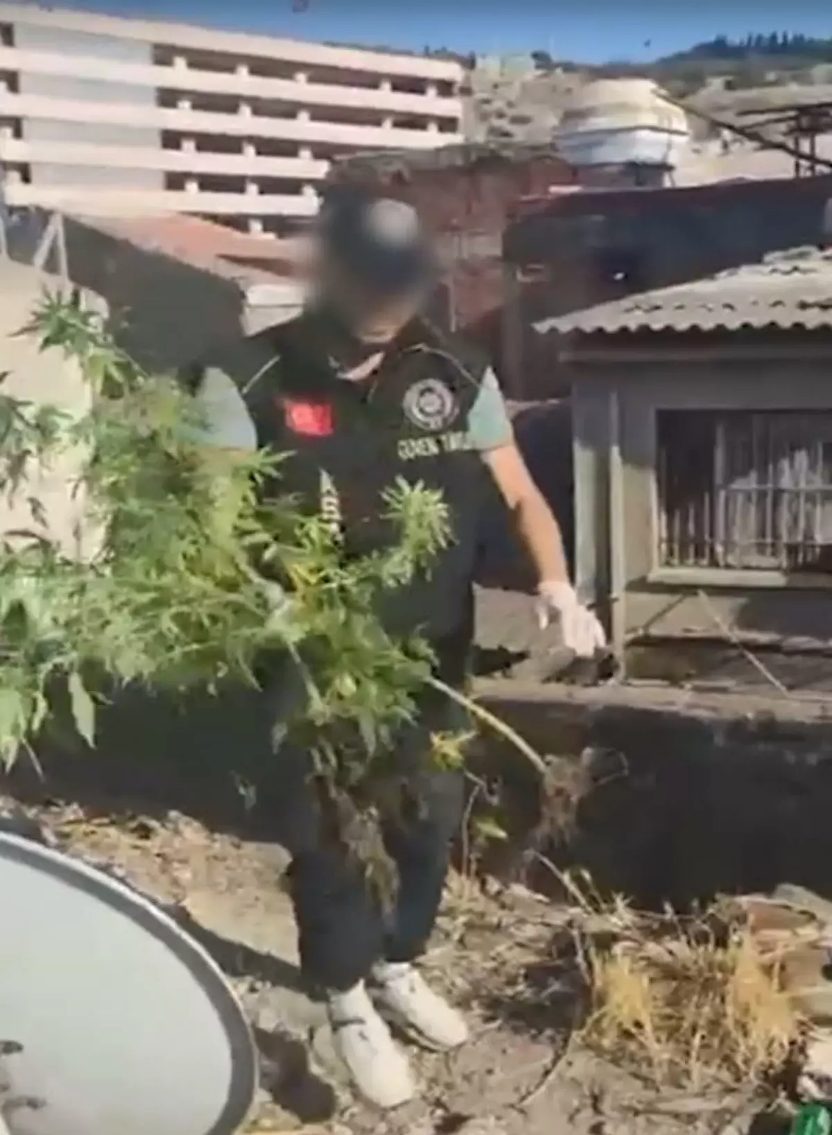 İzmir'de Kenevir Yetiştiren 3 Şüpheli Gözaltına Alındı