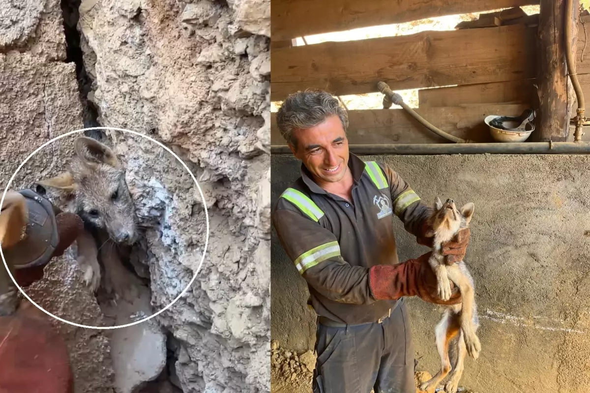 Hakkari'de İşçilerin Kurtardığı Tilki Mahsur Kalmaktan Kurtarıldı