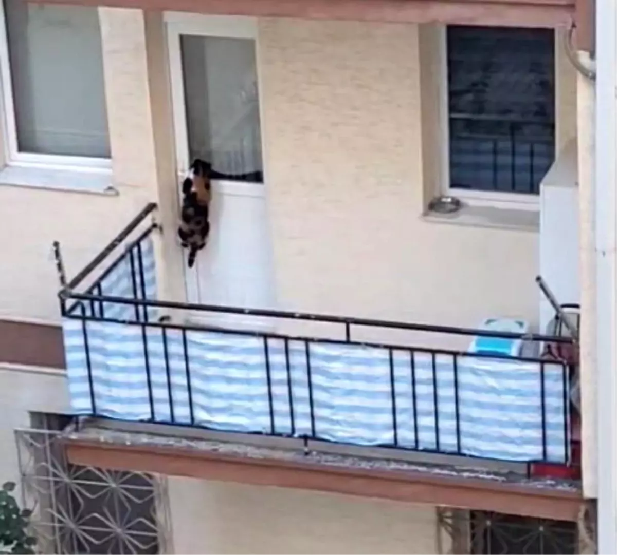 Eskişehir'de Kedi İhbarı Polis Ekiplerini Harekete Geçirdi