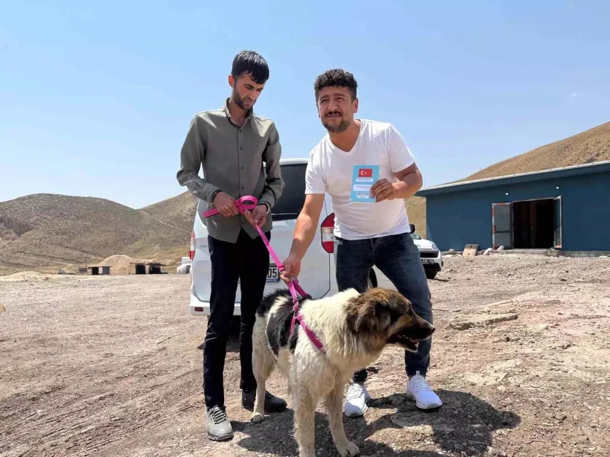 Sadık Köpek, Sahibi Öldükten Sonra Mezarlığı Terk Etmedi