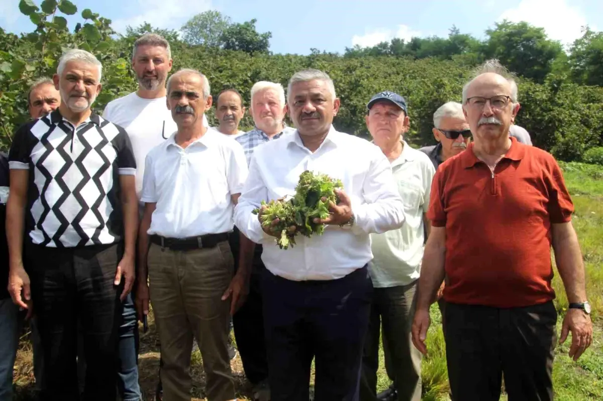 Fındık Taban Fiyatı Açıklandı, Üreticiler Umutlu