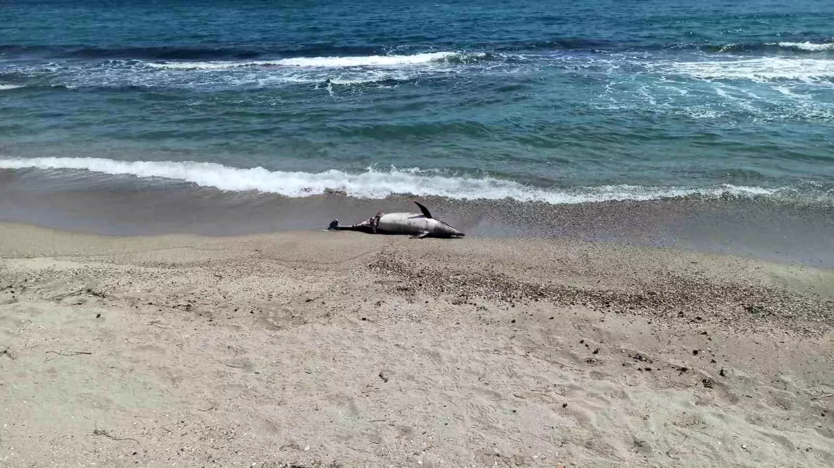 Tekirdağ'da Kıyıya Vuran Ölü Yunus Vatandaşları Üzdü
