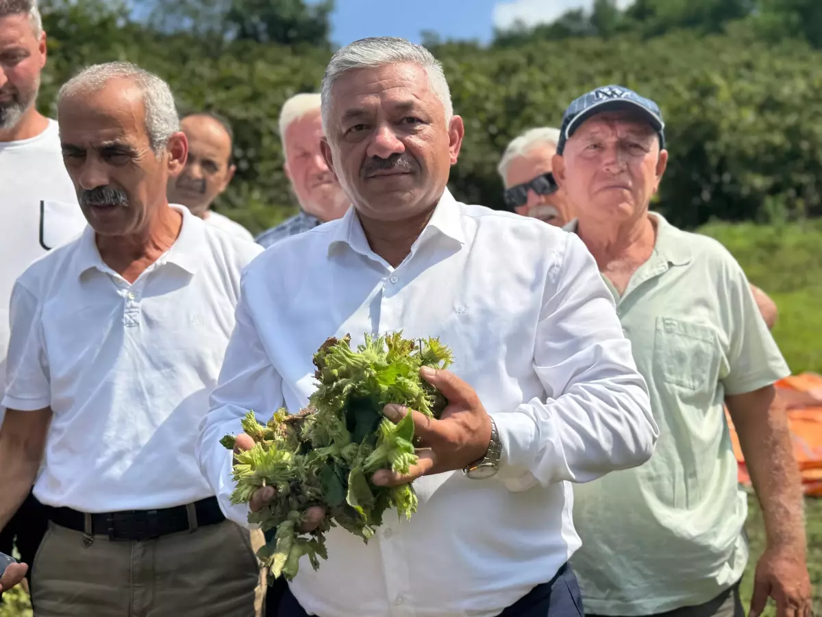 Fındık Taban Fiyatı Açıklandı: TZOB'dan Kontrol Mesajı