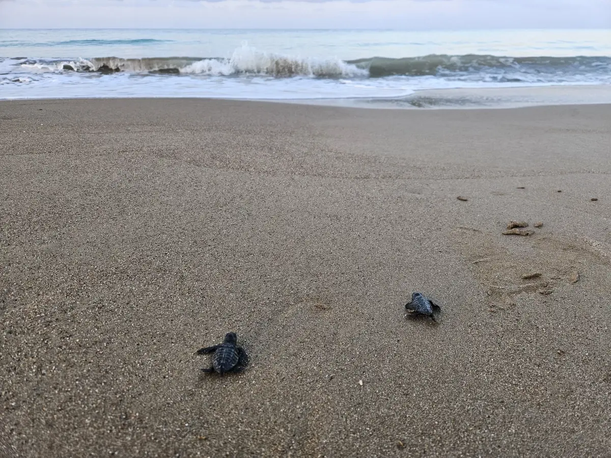 Caretta Caretta Yavruları Belek'te Denizle Buluştu