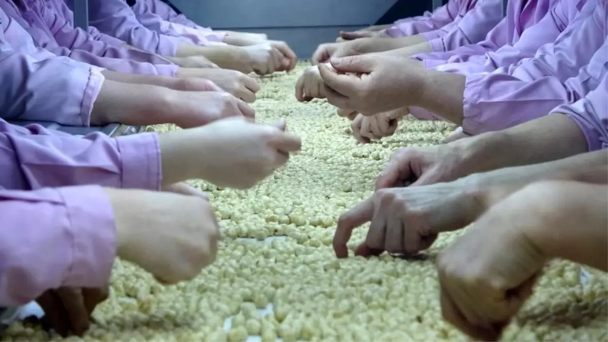 Düzce'den 7 Ayda 14 Bin 348 Ton İç Fındık İhraç Edildi