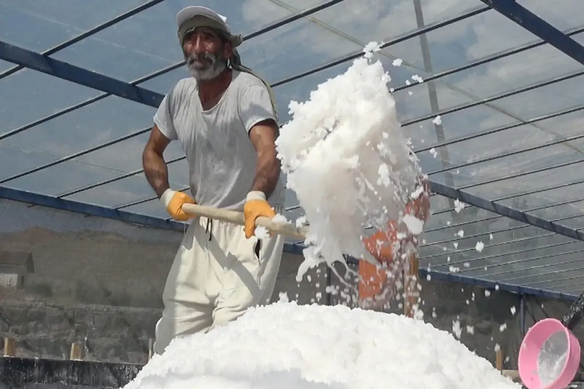 450 yıllık mucize! Dünyada sadece Kemah'ta var, 2 bin ton üretilecek