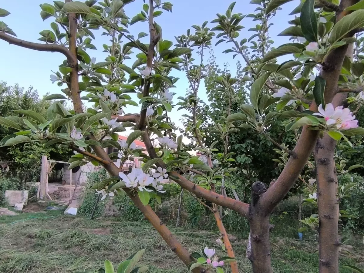 Yeşilhisar'da Ağustos Ayında Elma Ağaçı Çiçek Açtı