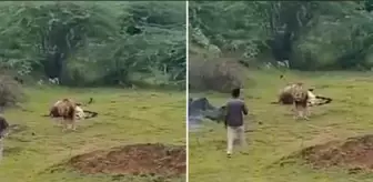 Aslanla yakın çekim uğruna az daha canından oluyordu