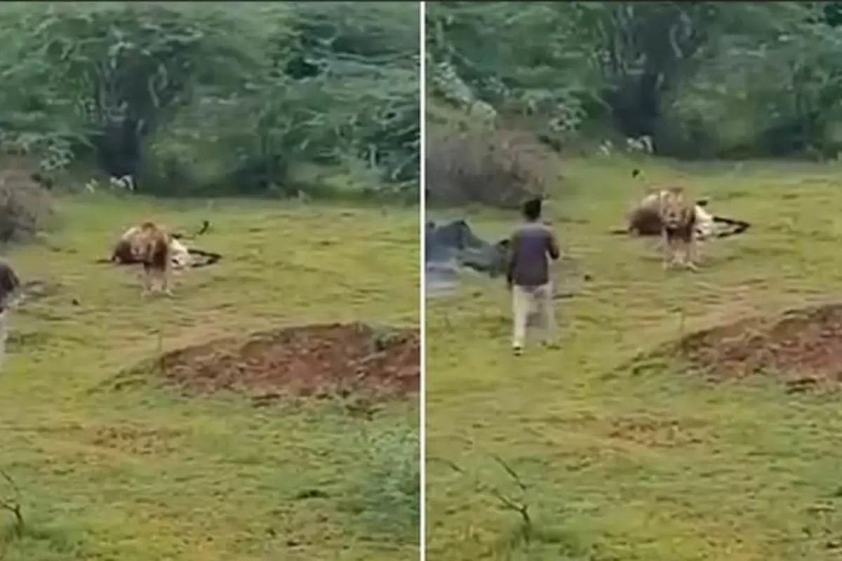 Aslanla yakın çekim uğruna az daha canından oluyordu