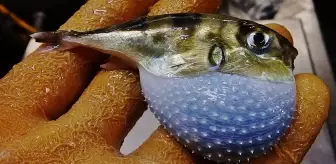 Balon balığı getirene adet başına 35 lira ödenecek