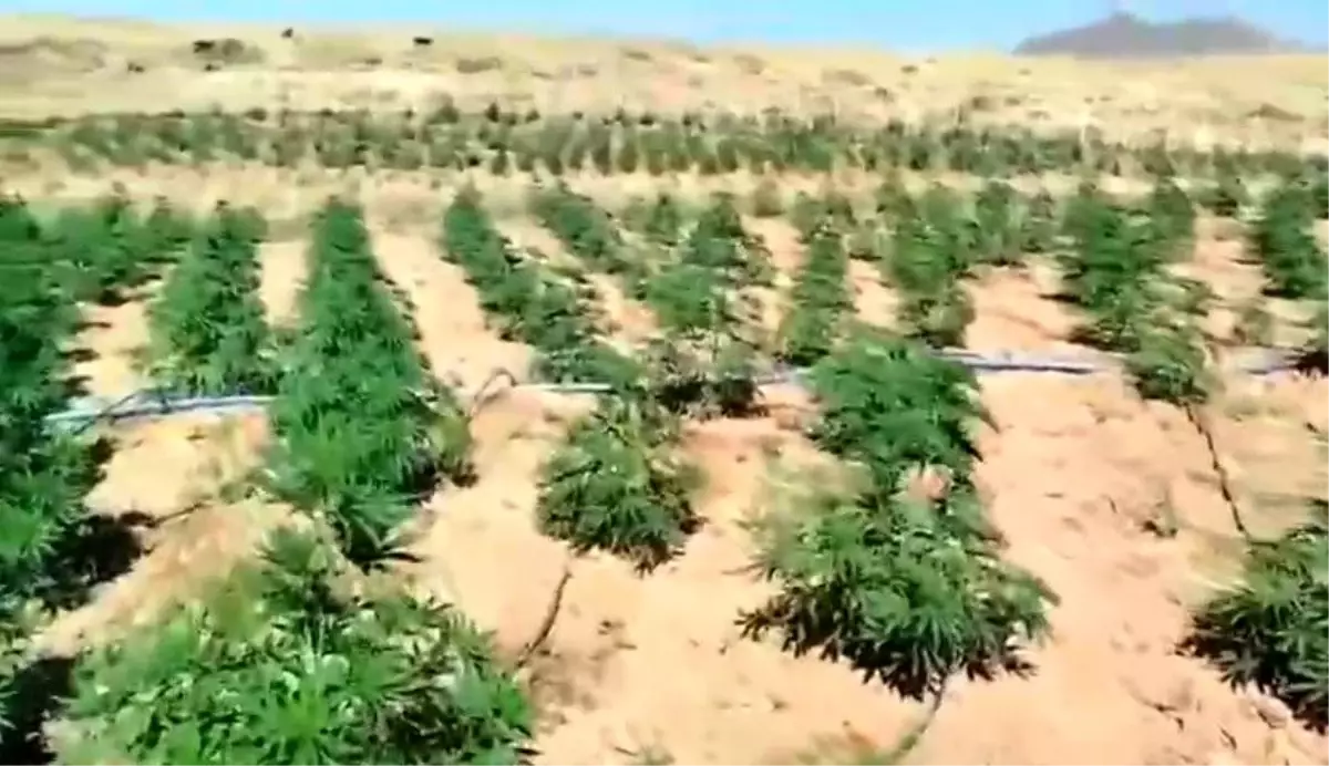 Bingöl'de 23 Bin Kök Kenevir Bitkisi Ele Geçirildi