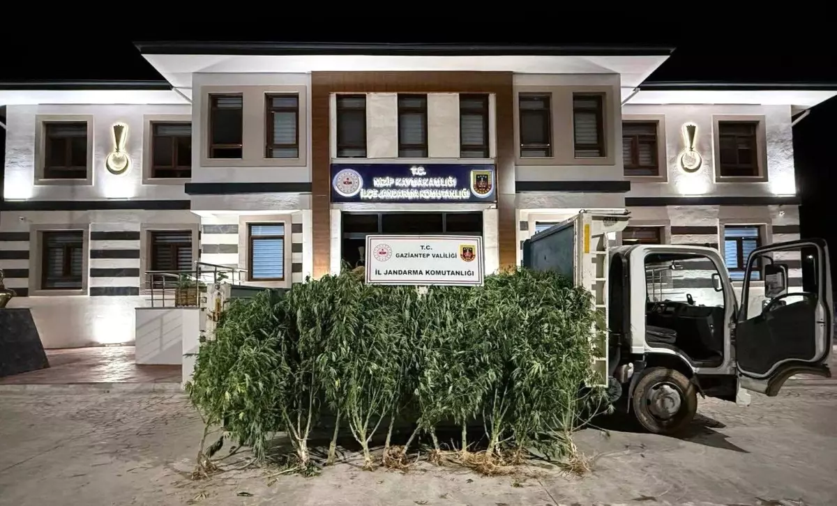 Gaziantep'te 4 Kardeşe Ait Bahçede 825 Kök Kenevir Ele Geçirildi