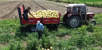 Sadece Bafra Ovası'nda yetişiyor! Süheyla Kavunu'nun kilosu 12 TL'den kapış kapış gidiyor