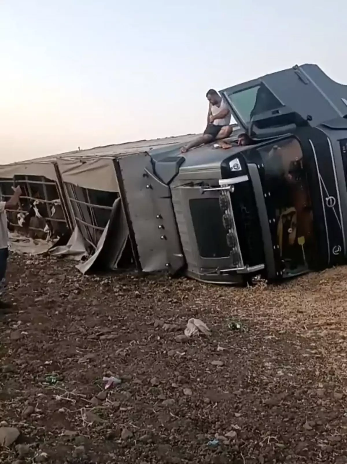Şanlıurfa'da Büyükbaş Hayvan Taşıyan Tır Devrildi